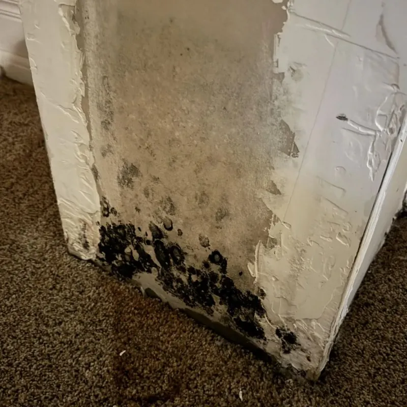 Professional Mold Removal in Mission, OR